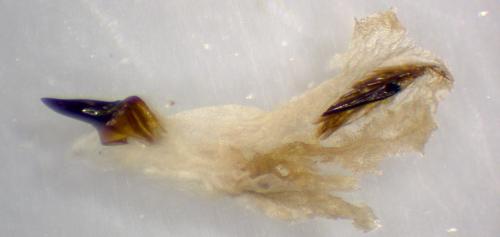 Réf. 269 988 : Polymixis argillaceago